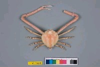 藏品(遁行長臂蟹)的圖片